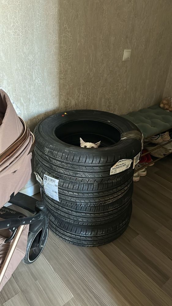 Кошка в хорошие руки