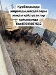 Қой,тұсақтар бар сатылады