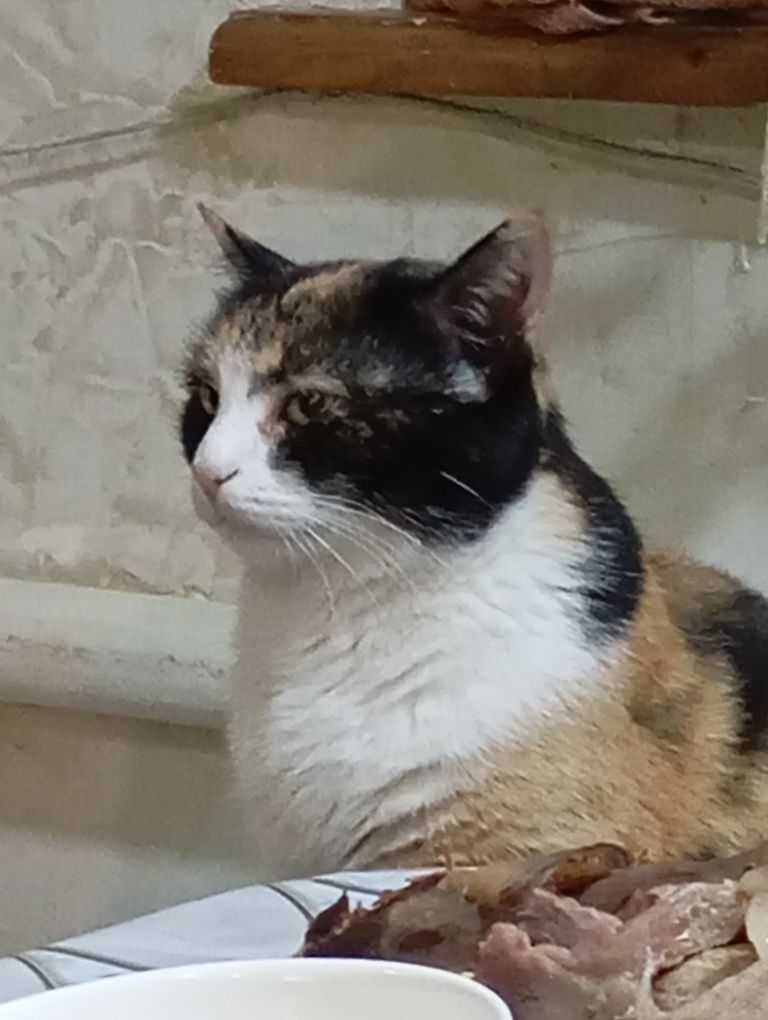 Кошка стерильная, хорошоя, приученна к латку.