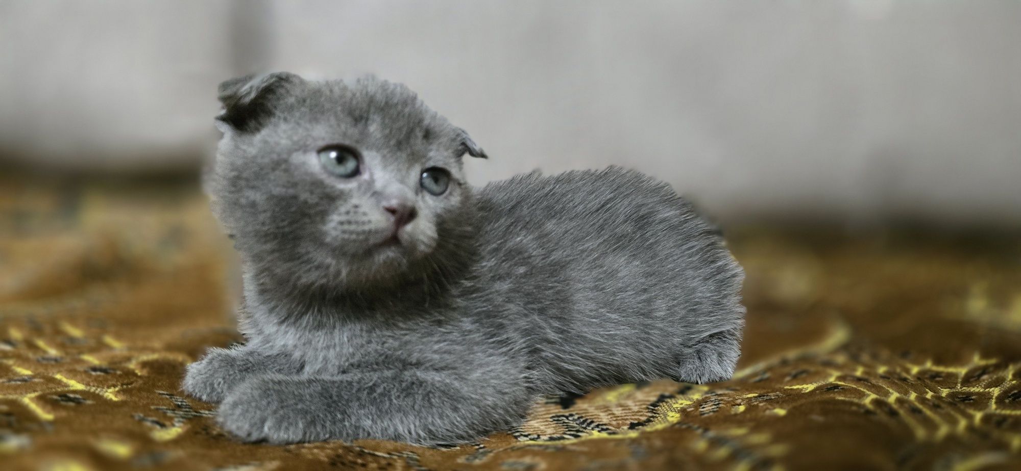 Котята Скотиш страйт и скотиш фолд