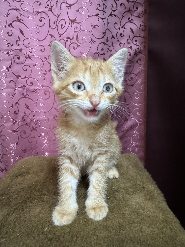 Котенок ищет семью