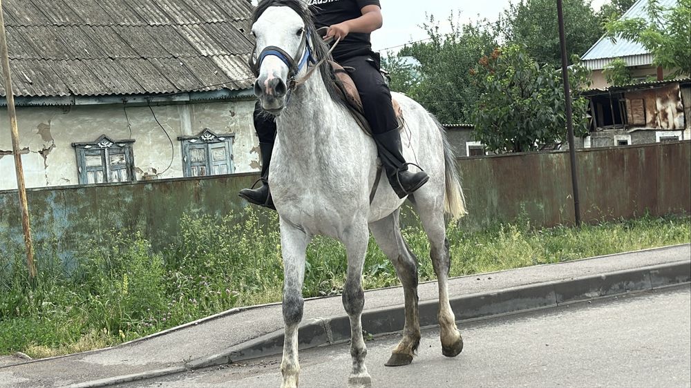 Айғыр сатылады. 6 жасар. Жеребец лошадь айгыр конь