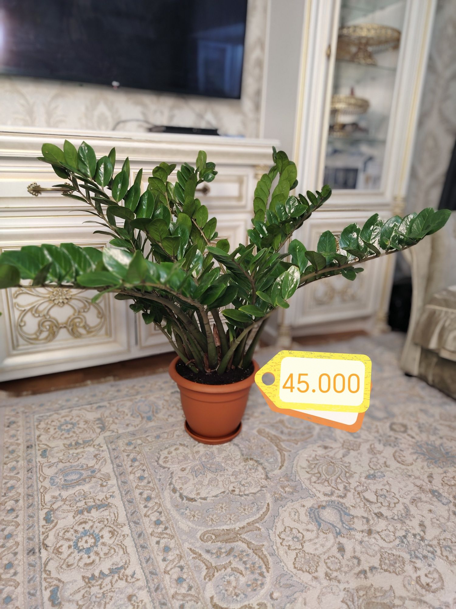 Долларовое дерево замиокулькас улькас