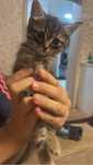 Отдам котенка в добрые руки