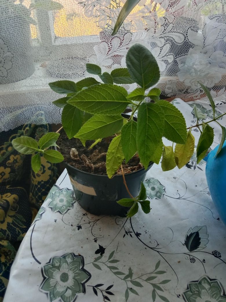 Продам ухоженные цветы