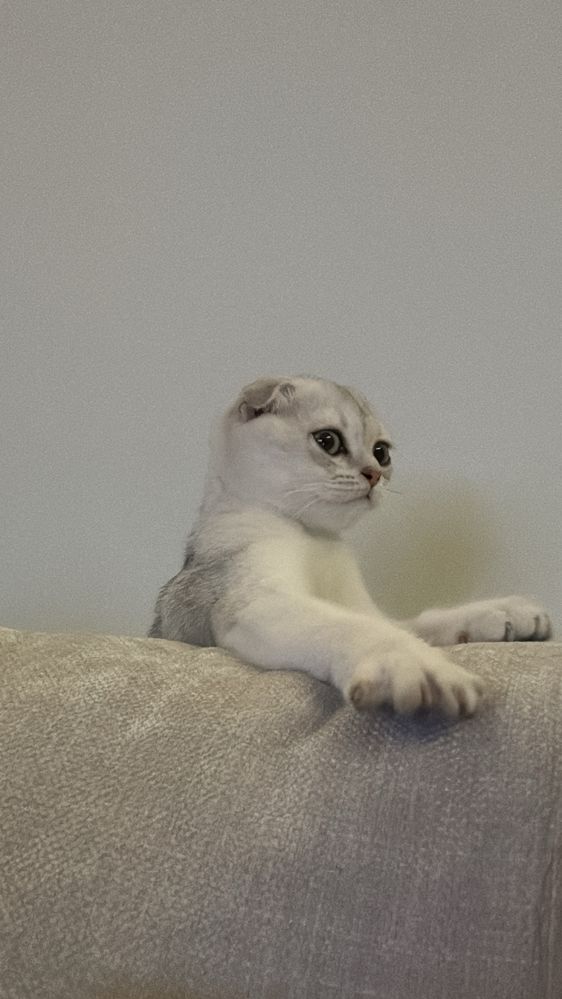 Котенок шотландский вислоухий