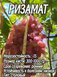 Саженцы винограда