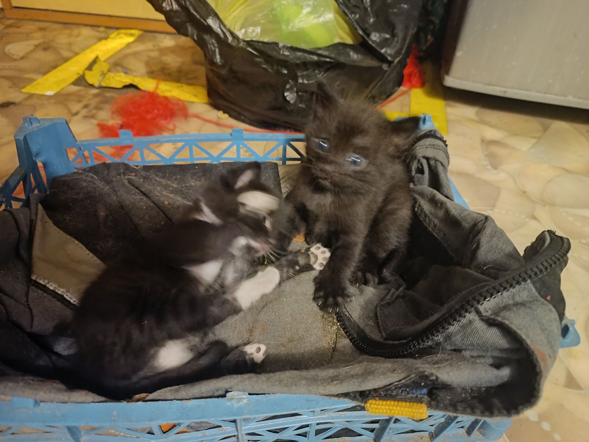 Отдам котят в добрые руки