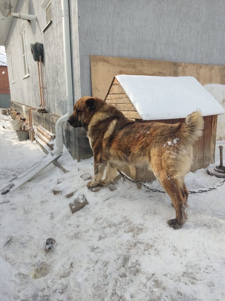 Вязка, Собака  казахский тобет Паспорт имеется