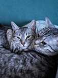 Шотландские кошки скотиш страйт 1,5 года