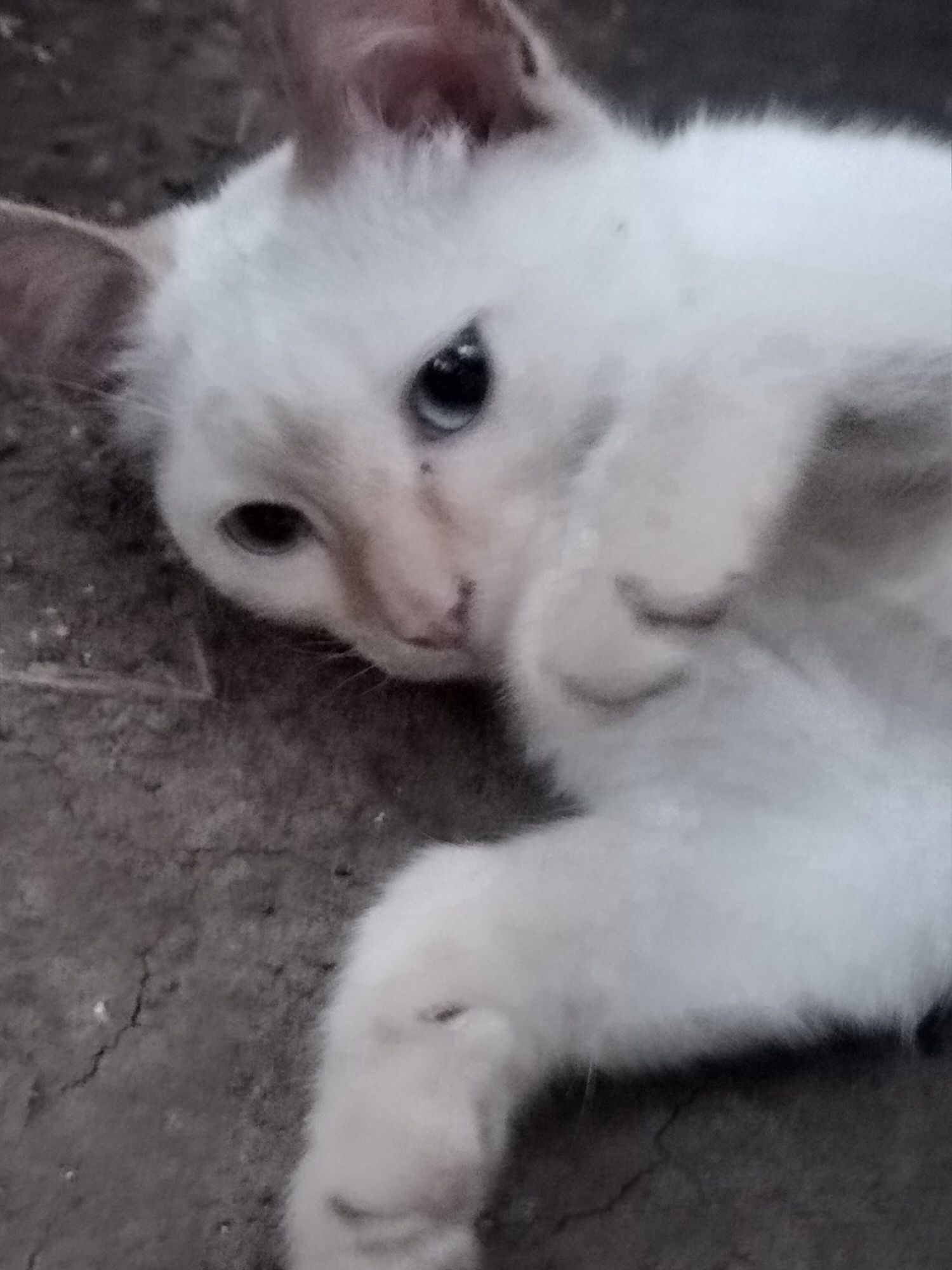 Кошечка с голубыми глазами
