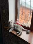 шотладская кошка Мия
