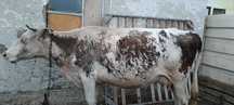 Продам карову молочного пароды