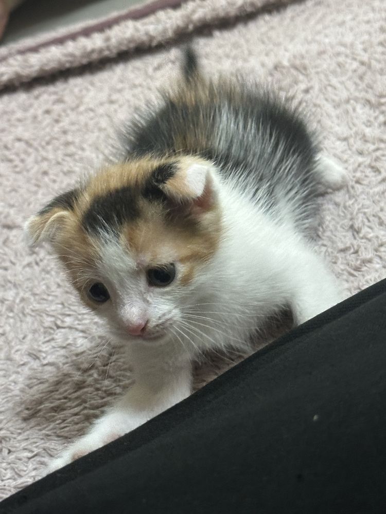 Котята вислоухие