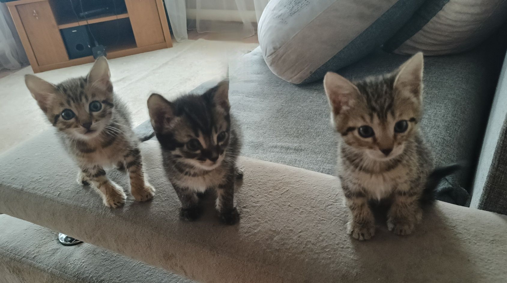 Отдам котят в добрые руки!