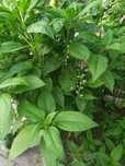Продаются кустики тапинамбура