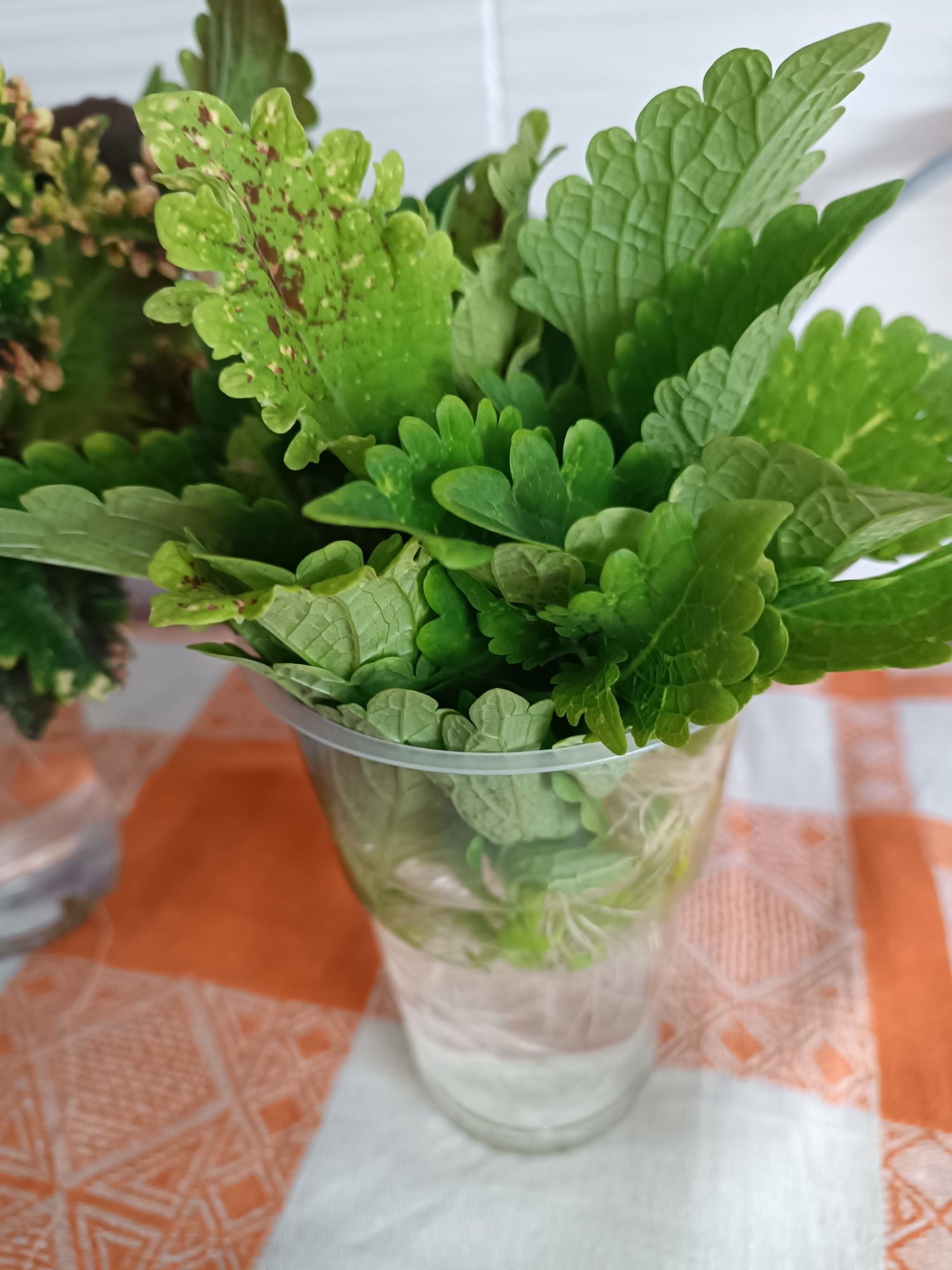 Продам черенки колеуса