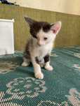 Отдадим котят в добрые руки