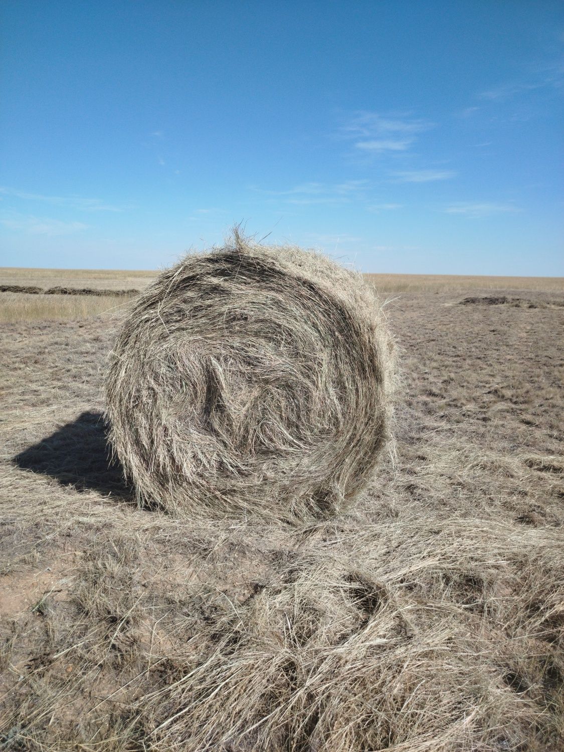 Продам сено тюги с места