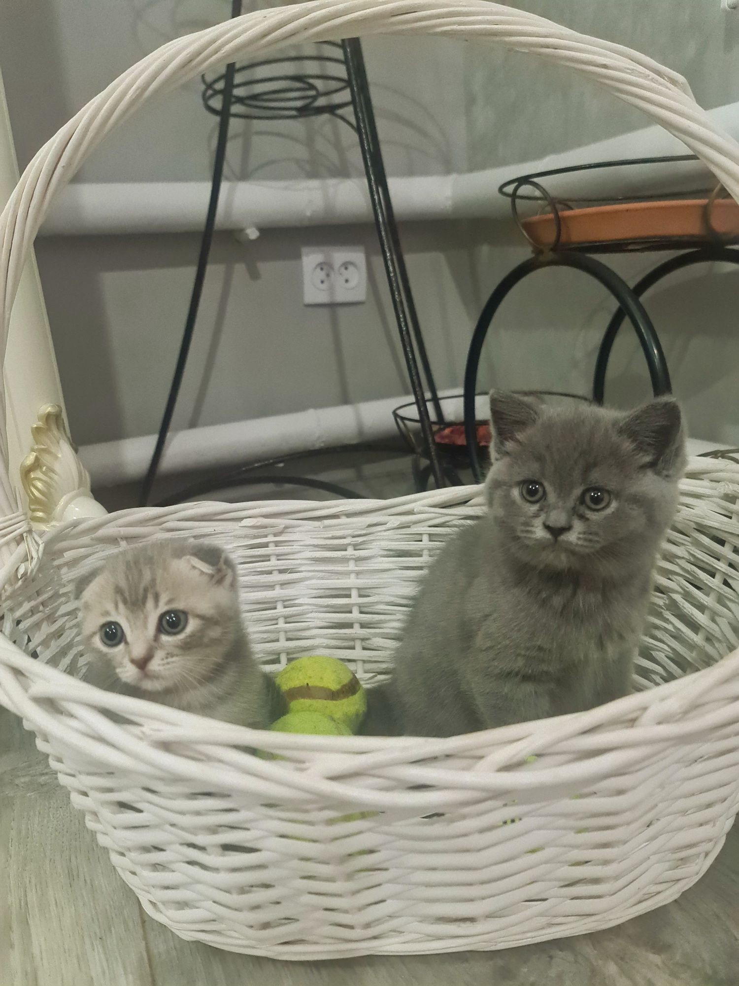 Британцы и шотландцы
