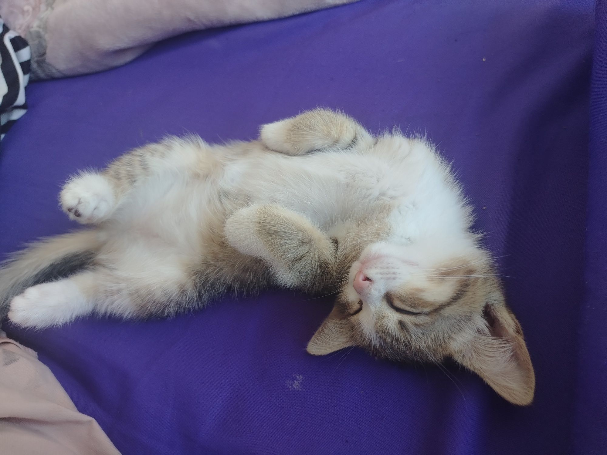 Бесплатно котенок