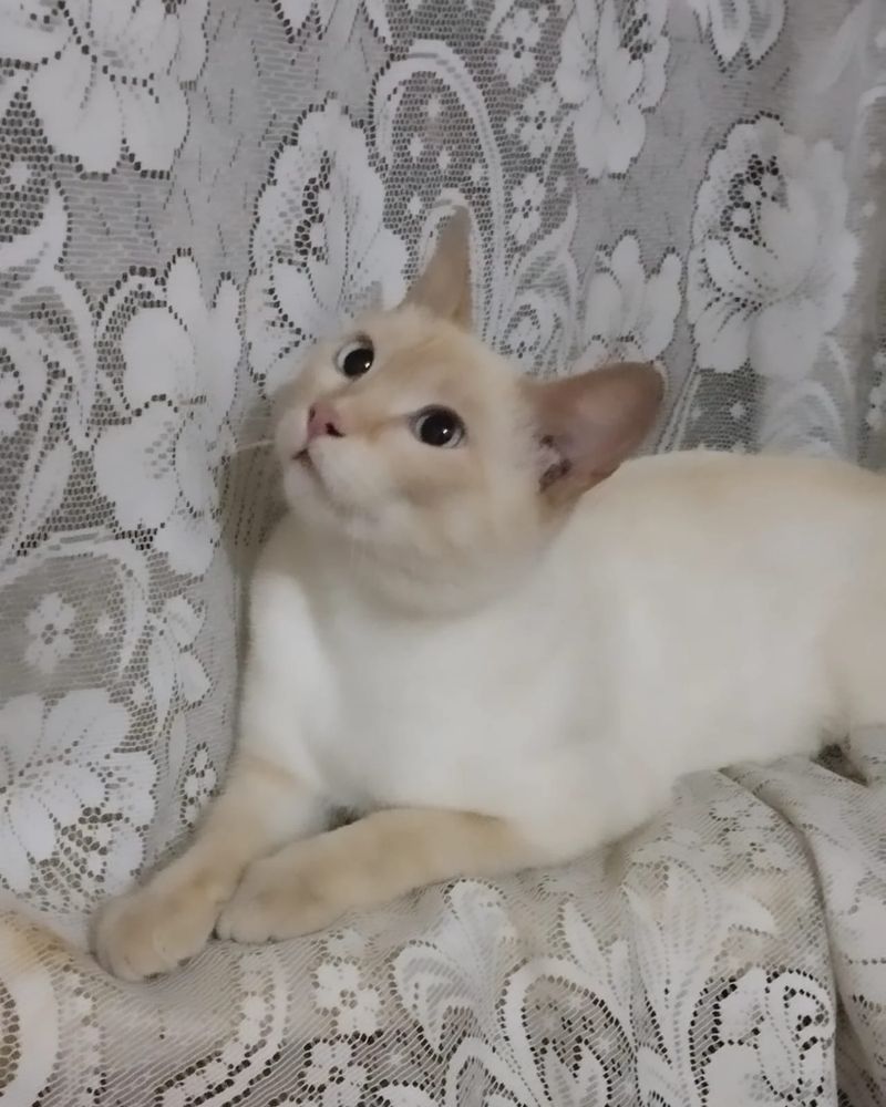 Молодой харизматичный котик ищет семью, кастрирован/ кот кошка котенок