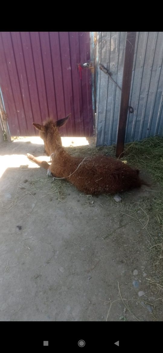 Продам Ишачку с ишачонком и брычкой