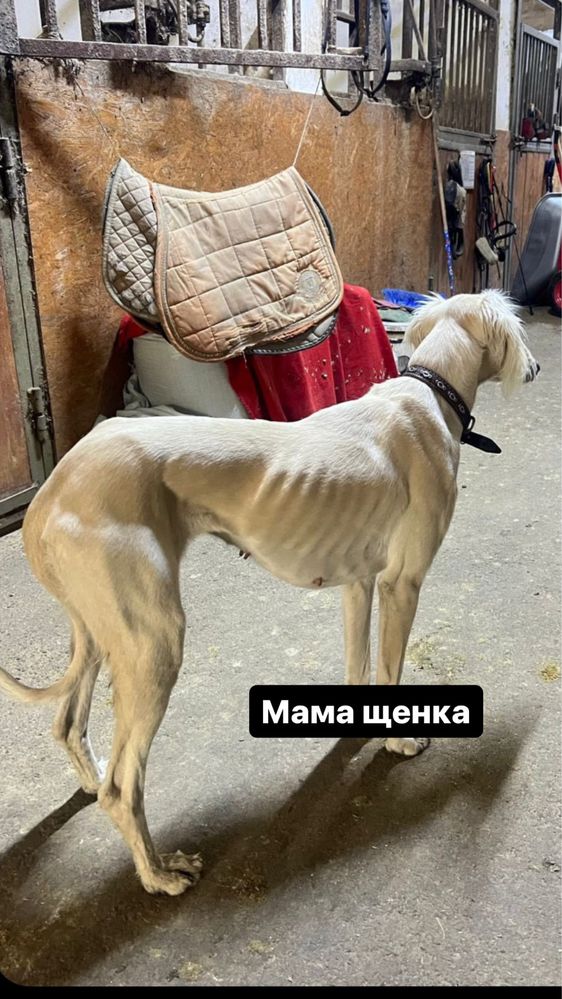 Щенки Кумай Тазы, чистокровные