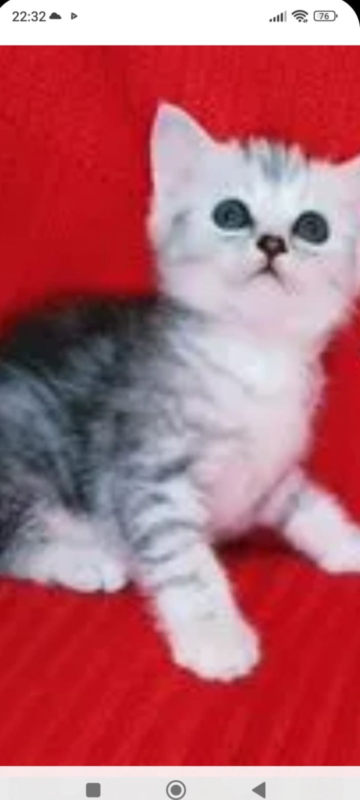 Скотиш фолд 1 месяце Приученны к лотку.