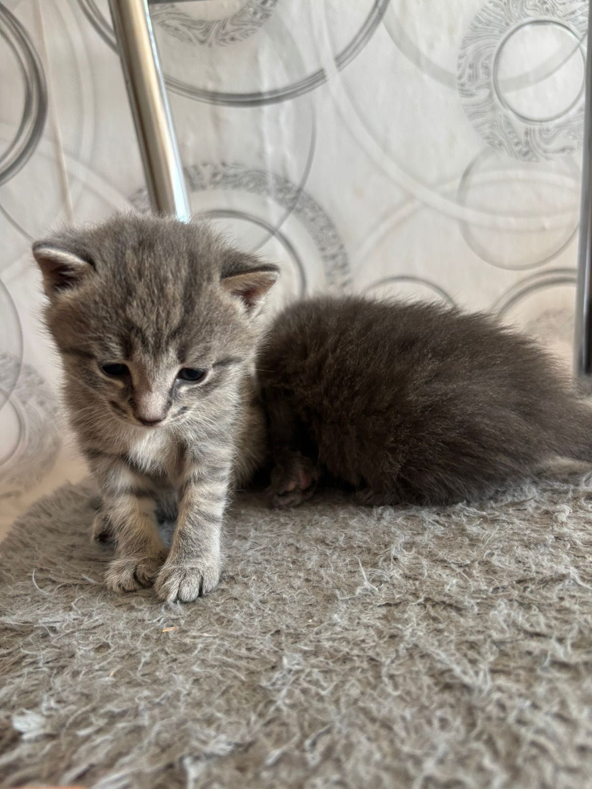 Отдам котят в добрые руки!!