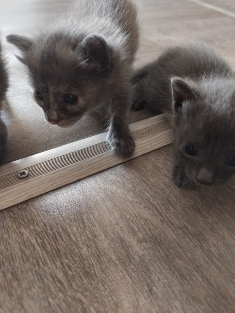Отдам даром котят