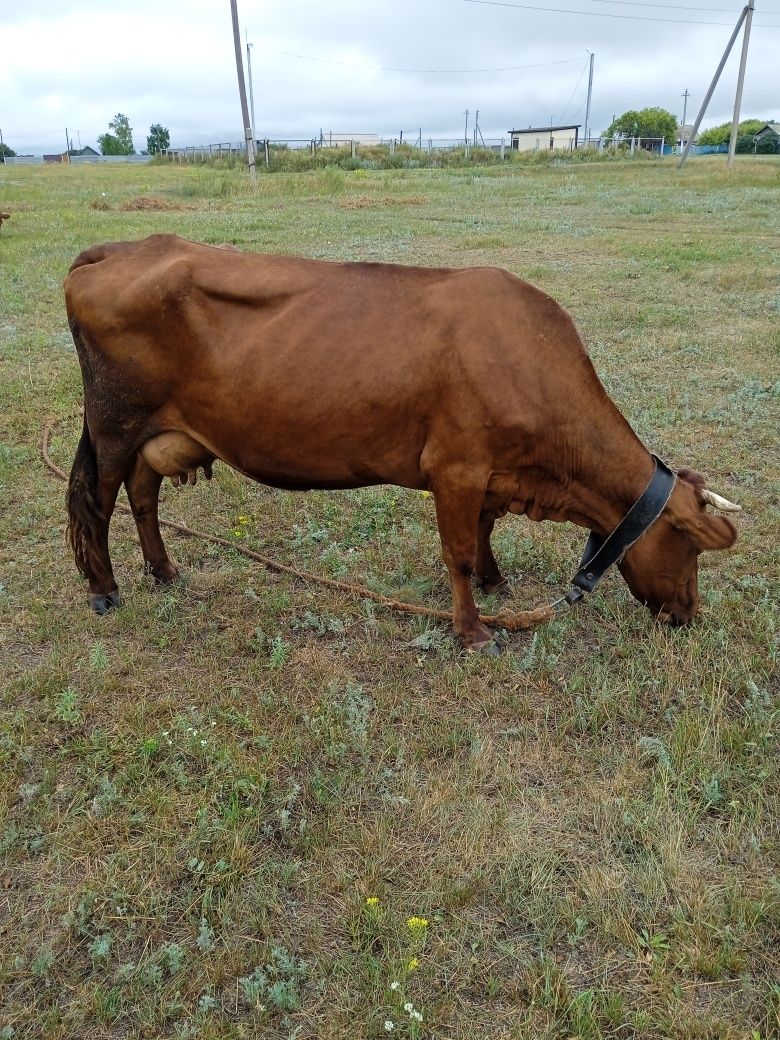 Продам молочных дойных коров