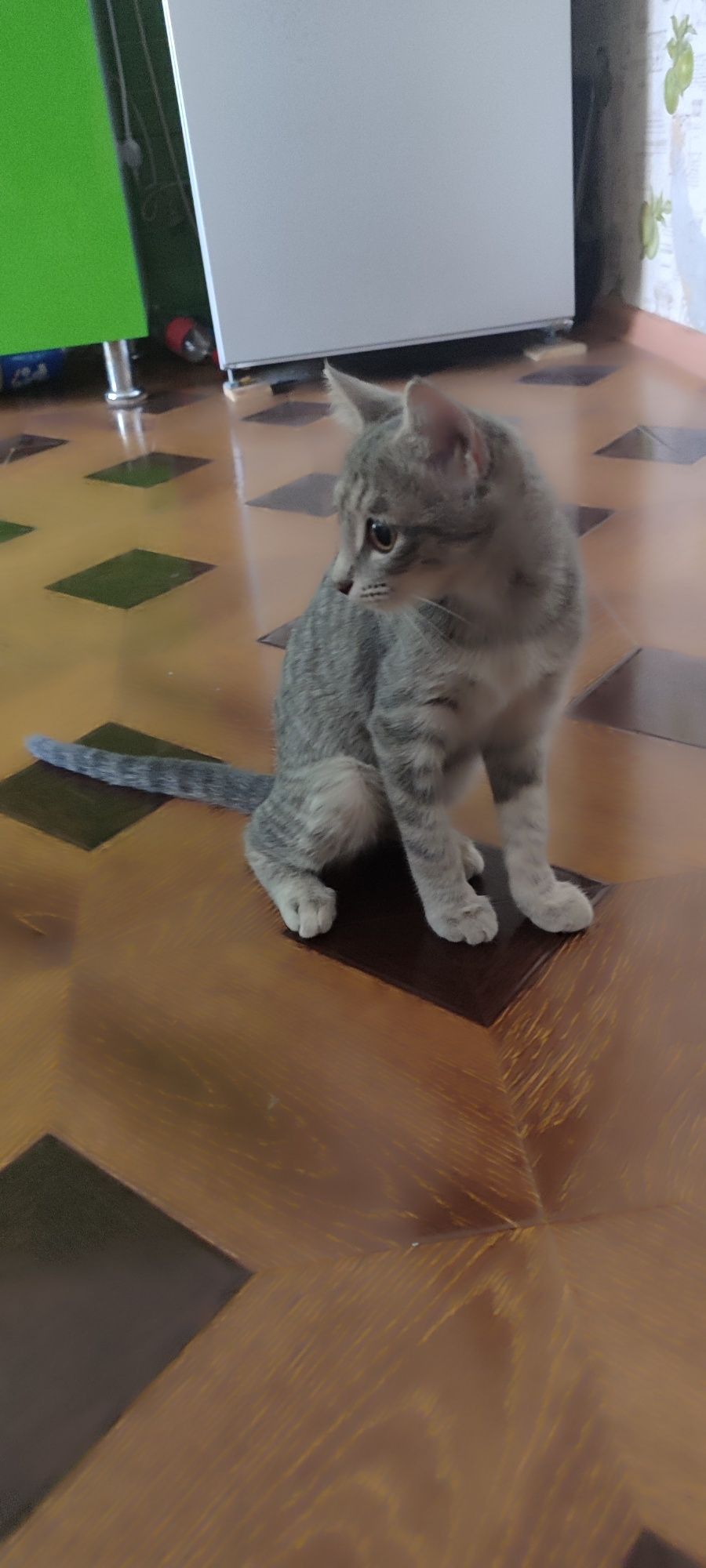 Котенок бесплатно