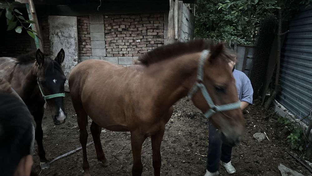 Тай еркек жуас мінгі 1 жас 2 ай