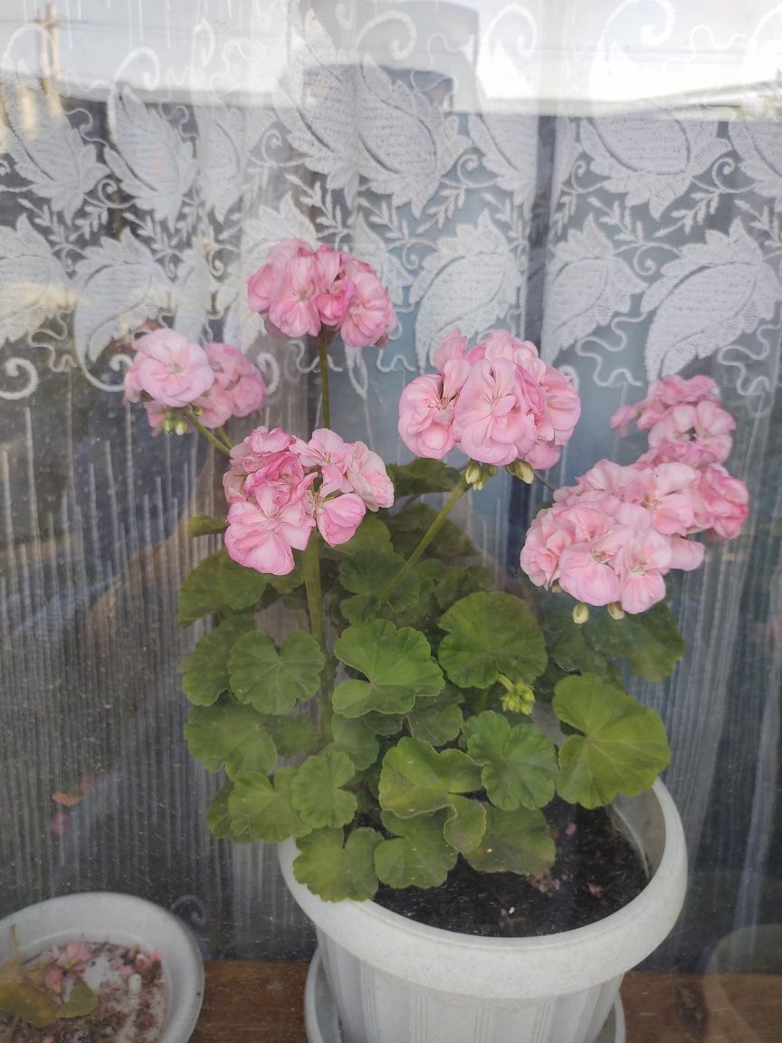 Продам Пеларгонию