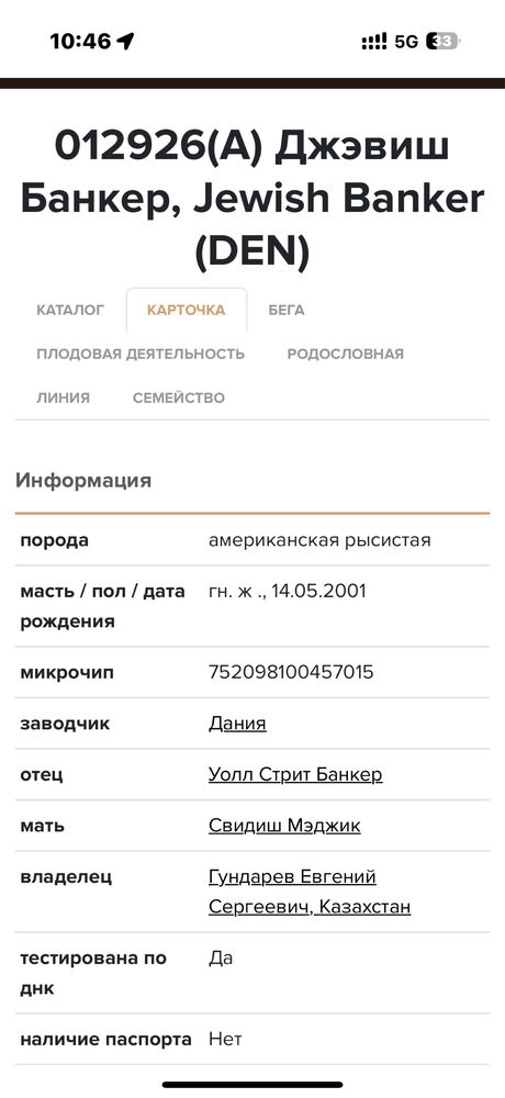 В продаже Рысак-Жорга хорошей линией!