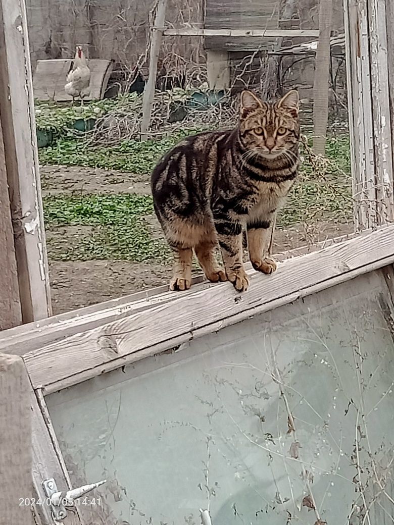 Продам котенка мальчика ,6мес.