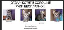 Отдам котят в добрые руки БЕСПЛАТНО!