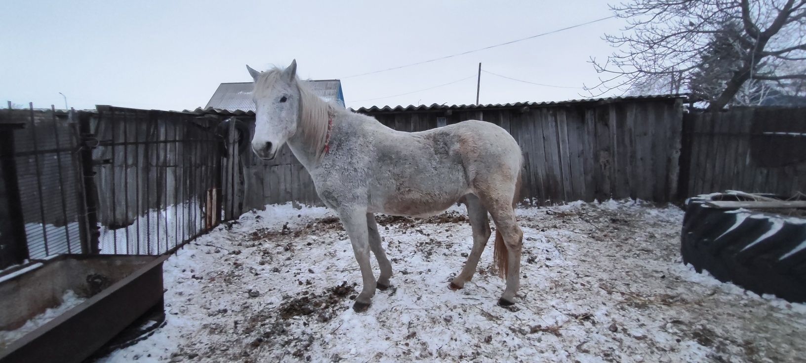 Продам кобылу 8 лет