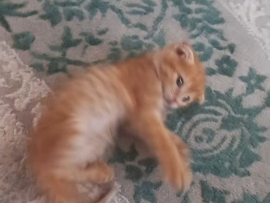Продам котёнка, вислоухий шотландец.