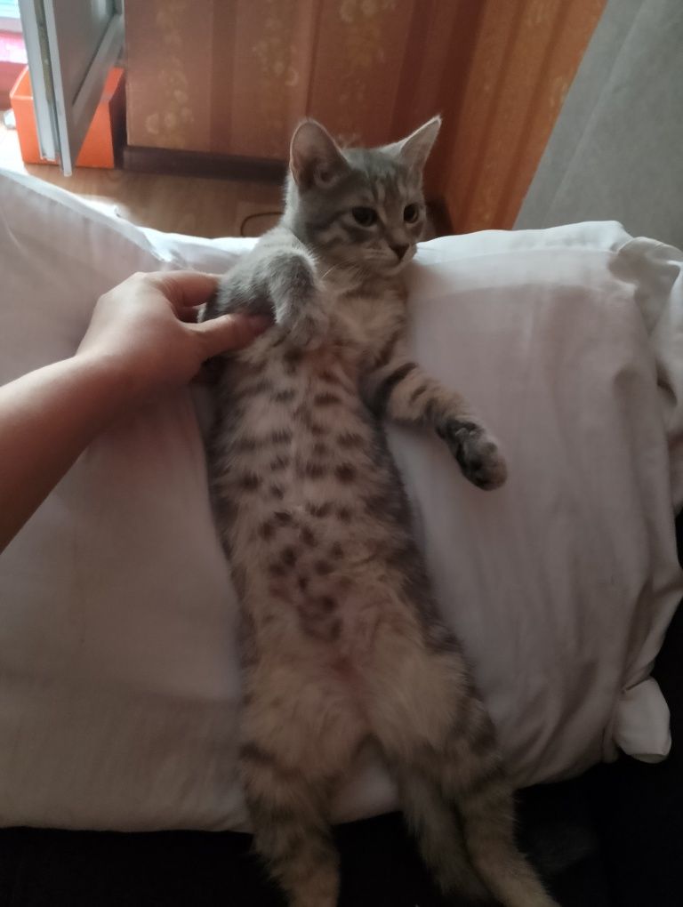 Ласковая кошечка