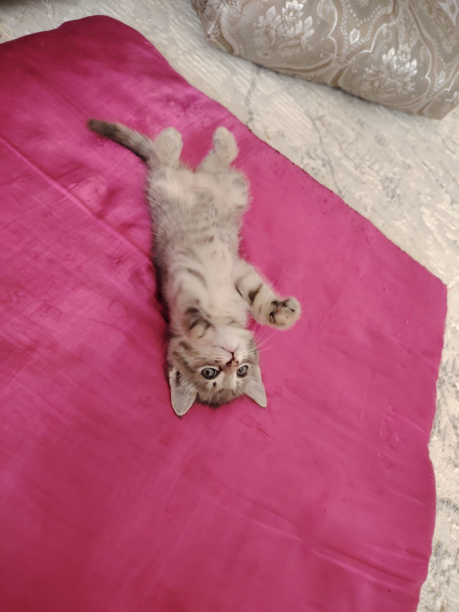 Отдам котенка даром
