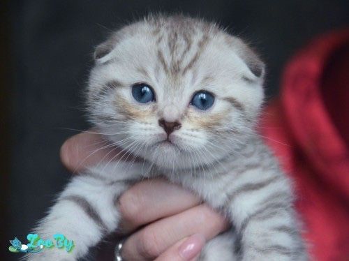 вислоушки котята