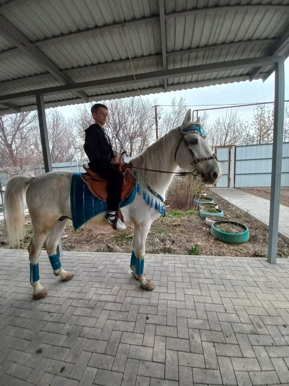 лошадь, конь, аниматоры, детский день рождение, сундет той.