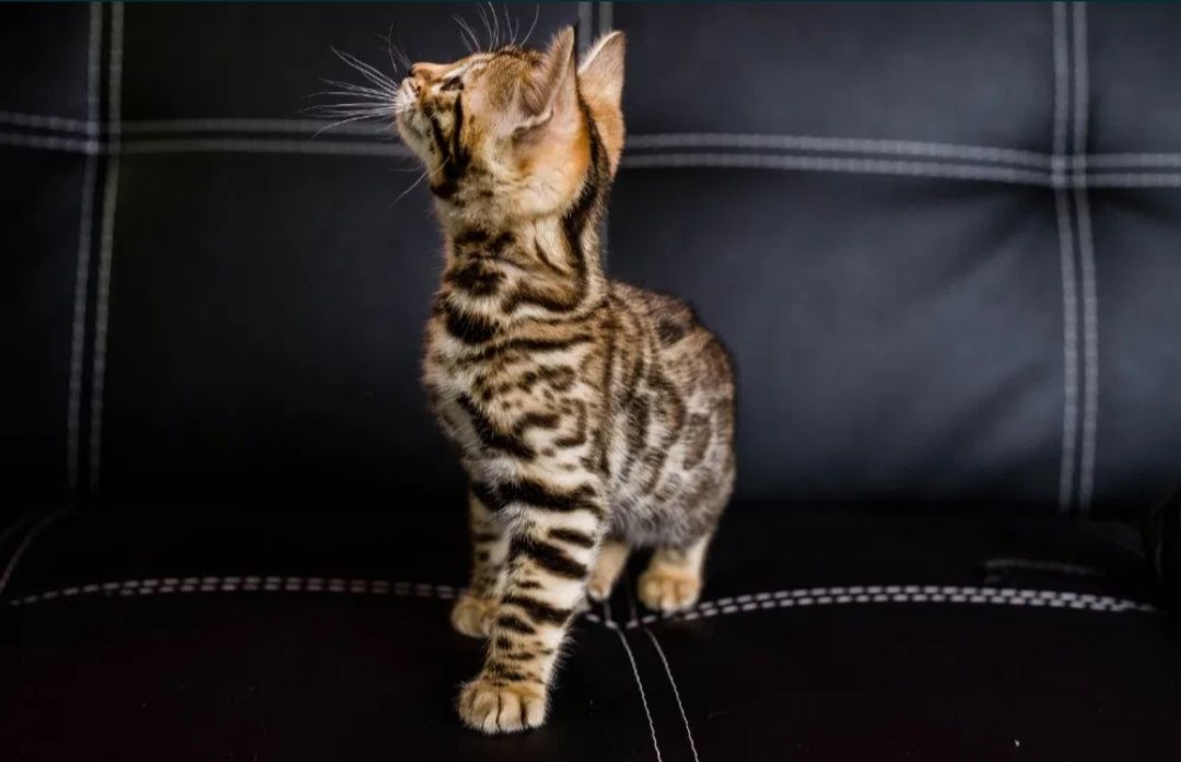 Бенгальские котята Бенгальский  котенок  Бенгальская  кошка  Бенгал.