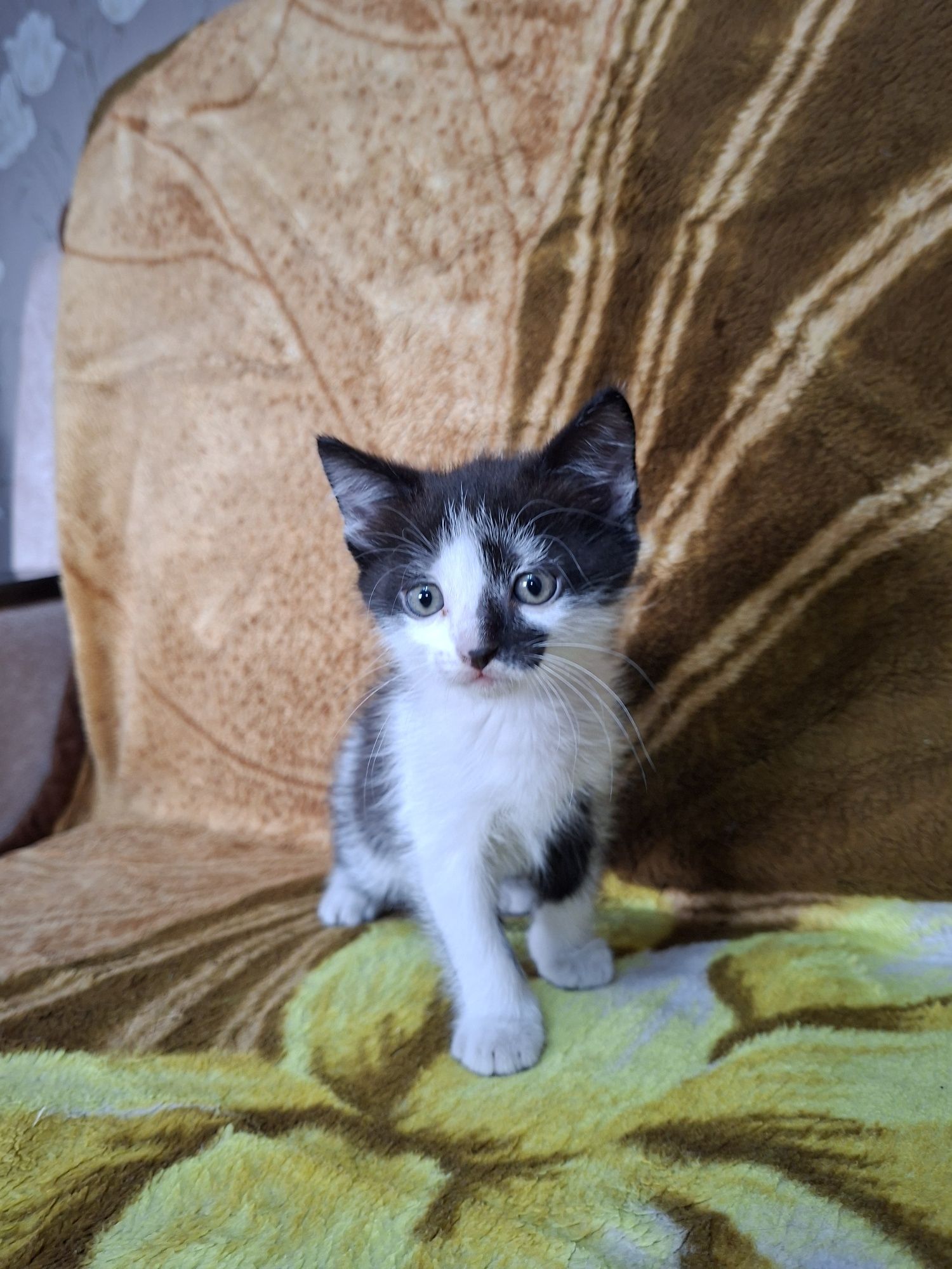 Отдам котят бесплатно