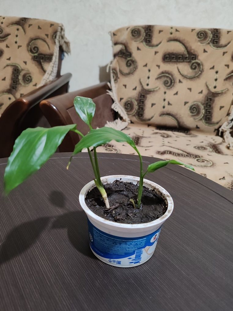 Продам комнатные цветы