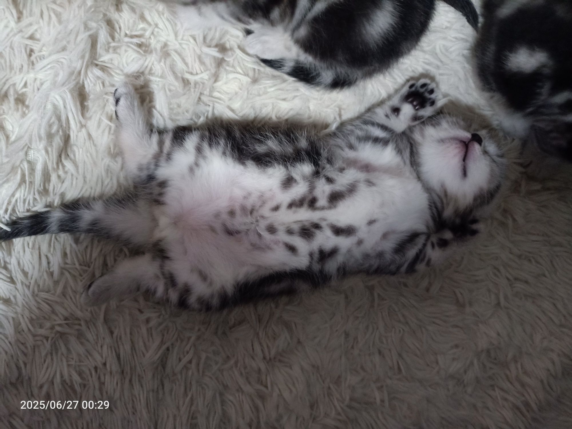 Продам очаровательных котят