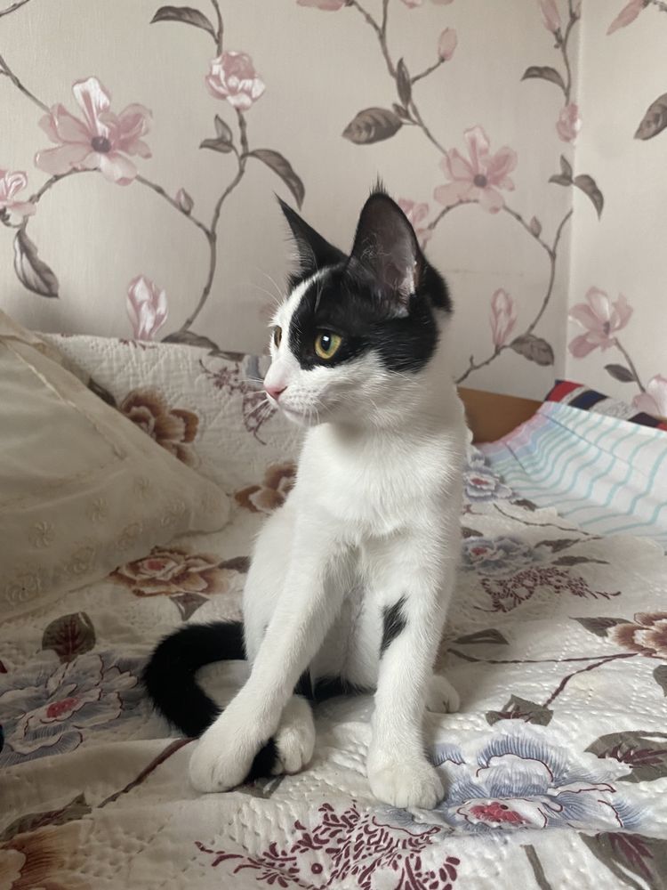 Отдам котенка бесплатно
