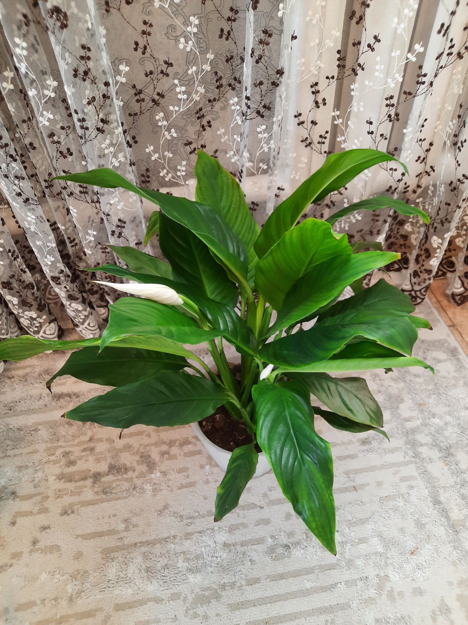 Продаются домашние цветы, малочай, фикус, гиппеатрум и м.д